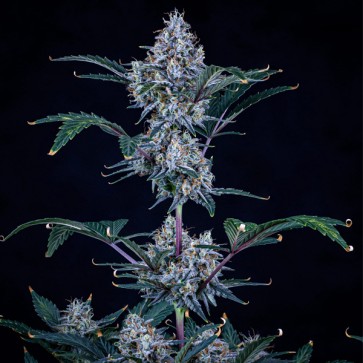 Насіння Auto Sundae Thumper Feminised Mephisto Genetics