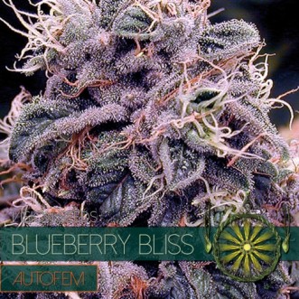 Семена конопли Auto Blueberry Bliss Feminised