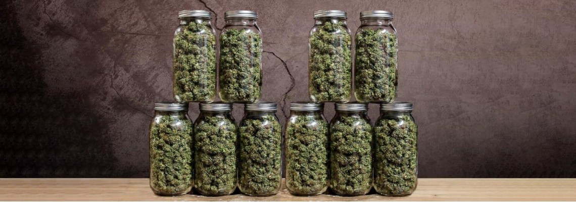 Curing cannabis buds