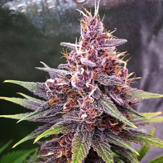 Семена конопли Purple Lemonade Fast Flowering