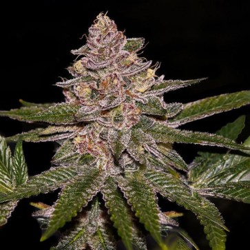 Radical Jiuce Feminised Silver cannabis seeds