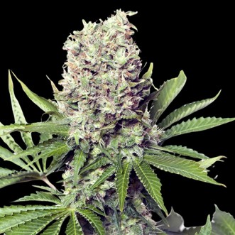 Runtz Feminised Silver cannabis seeds