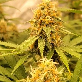 Fast Version Banana Punch cannabis seeds