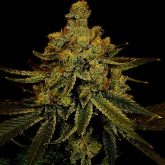 Насіння коноплі Fast Version Big Bud