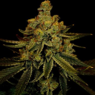 Насіння коноплі Fast Version Big Bud