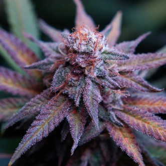 Насіння коноплі Fast Version Blue Dream