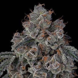 Fast Version Blueberry cannabis seeds