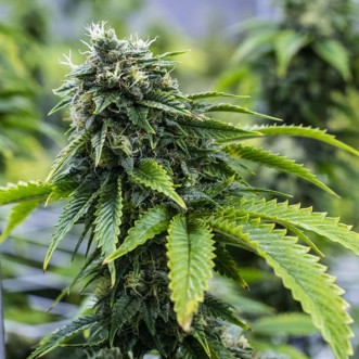 Fast Version Bruce Banner cannabis seeds