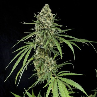 Fast Version Critical cannabis seeds