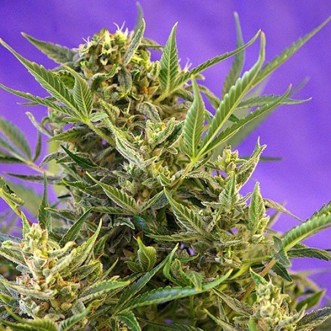 Fast Version Crystal Candy cannabis seeds