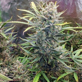 Fast Version Dos Si Dos cannabis seeds