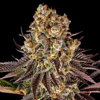 Fast Version Gelato cannabis seeds