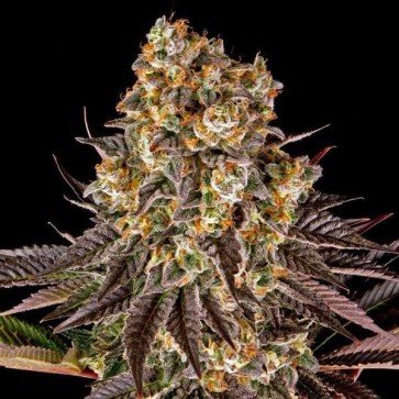 Fast Version Gelato cannabis seeds