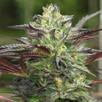Fast Version Girls Scout Cookies cannabis seeds