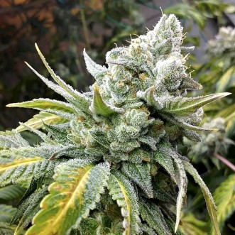 Fast Version Gorilla Cookies cannabis seeds