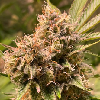Fast Version Gorilla Glue cannabis seeds