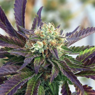 Fast Version Grandaddy Purple cannabis seeds