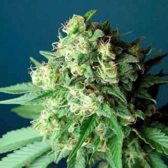 Насіння коноплі Fast Version Green Crack