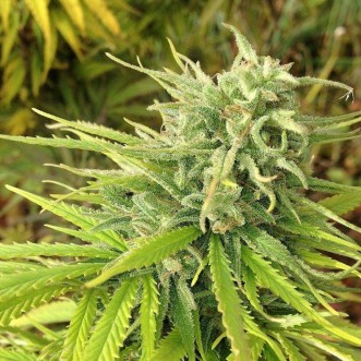 Fast Version Green Poison cannabis seeds