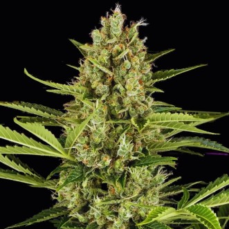 Насіння коноплі Fast Version Jack Herer