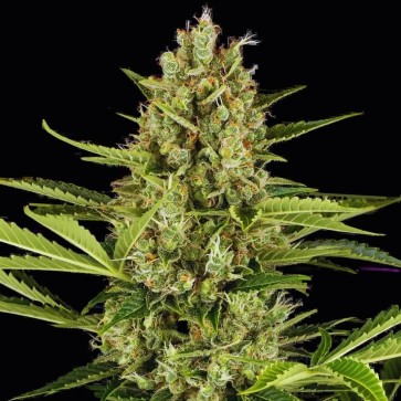 Насіння коноплі Fast Version Jack Herer