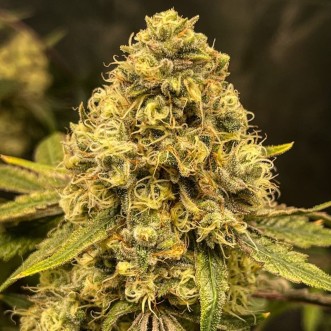 Насіння коноплі Fast Version Lemon Haze