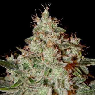 Fast Version Lemon Skunk cannabis seeds
