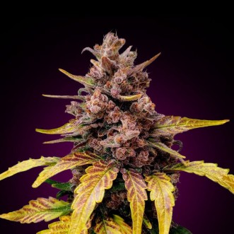 Fast Version LSD cannabis seeds