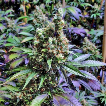 Fast Version NYC Diesel cannabis seeds