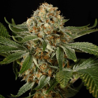 Fast Version OG Kush cannabis seeds