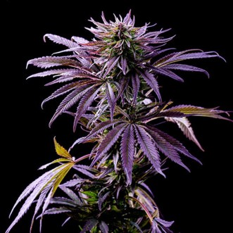 Насіння коноплі Fast Version Purple Punch