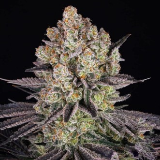 Fast Version Runtz cannabis seeds