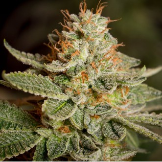 Fast Version Sour Diesel cannabis seeds