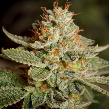 Fast Version Sour Diesel cannabis seeds