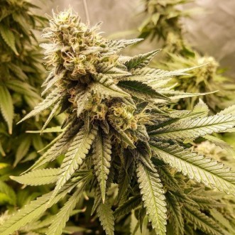 Fast Version Strawberry Banana cannabis seeds