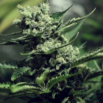 Насіння коноплі Fast Version Super Skunk