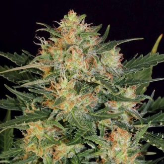 Fast Version White Russian cannabis seeds