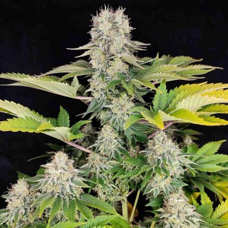 Fast Version White Widow cannabis seeds