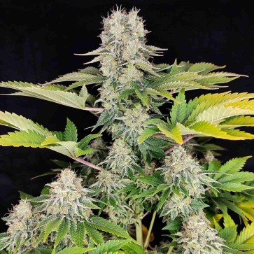 Fast Version White Widow cannabis seeds