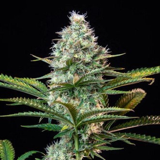 Fast Version Zkittlez cannabis seeds