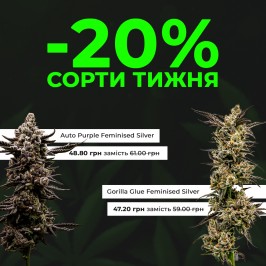 Зустрічай нові сорти тижня з Errors Seeds! 23.09.2024