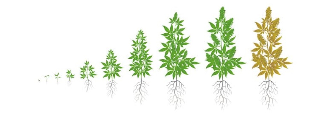 Cannabis flowering stages