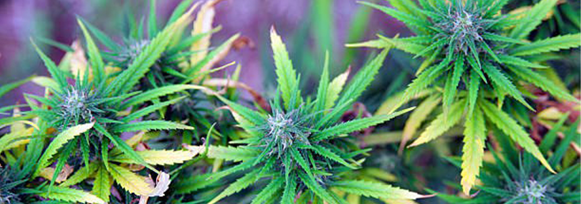 Interesting facts about Indica