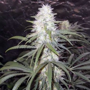 Stexling Haze Feminised Silver cannabis seeds