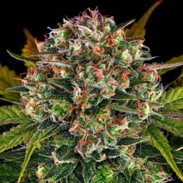 Strawberry Cheesecake Feminised Silver cannabis seeds