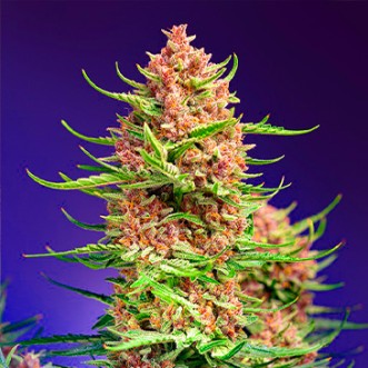Strawberry Cola Sherbet Fast Flovering Cannabis Seeds
