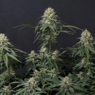 Семена конопли Tropicana Cookies Fast Flowering