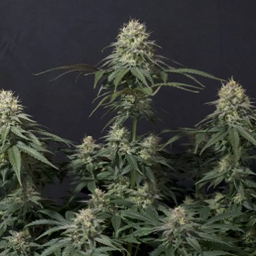 Семена конопли Tropicana Cookies Fast Flowering