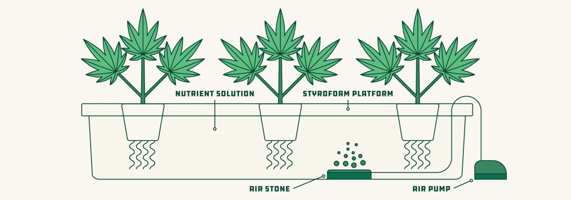 Cannabis Plant Care