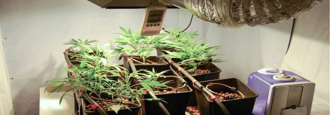 Як виростити марихуану з насіння